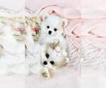 Small Poodle (Toy)