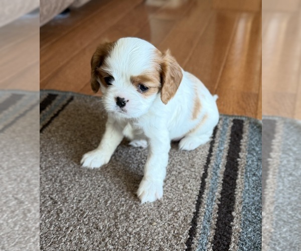 Medium Photo #1 Cavalier King Charles Spaniel Puppy For Sale in KANSAS CITY, MO, USA