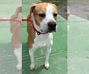 Boxer-Unknown Mix Dogs for adoption in Rustburg, VA, USA