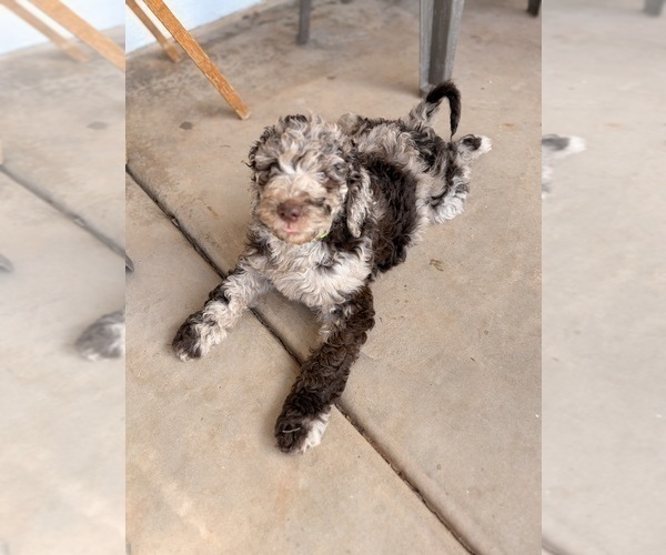 Medium Photo #11 Poodle (Standard) Puppy For Sale in APACHE JUNCTION, AZ, USA