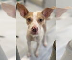 Small Photo #2 American Pit Bull Terrier-Unknown Mix Puppy For Sale in Augusta, GA, USA