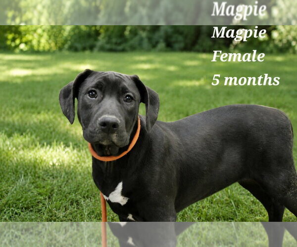 Medium Photo #2 Labrador Retriever-Unknown Mix Puppy For Sale in Canton, CT, USA