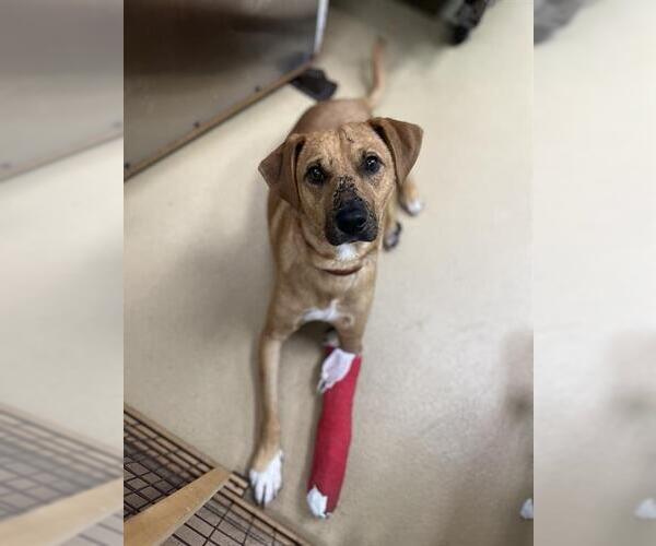 Medium Photo #1 Labrador Retriever-Unknown Mix Puppy For Sale in Chula Vista, CA, USA