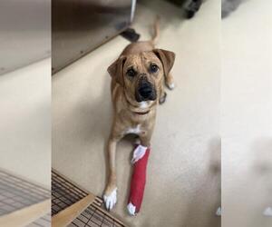 Labrador Retriever-Unknown Mix Dogs for adoption in Chula Vista, CA, USA