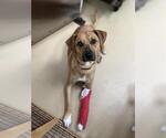 Small Labrador Retriever Mix