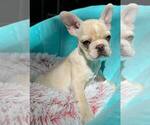 Small #3 French Bulldog