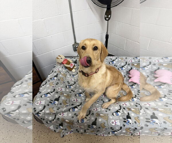 Medium Photo #9 Labrador Retriever-Unknown Mix Puppy For Sale in York, SC, USA