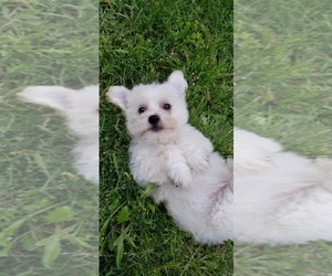 Bichon Frise Puppy for sale in SPOKANE VALLEY, WA, USA