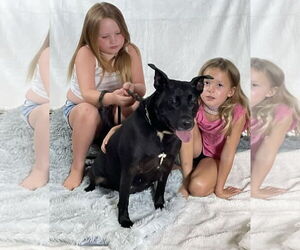 Labrador Retriever-Unknown Mix Dogs for adoption in Rockaway, NJ, USA