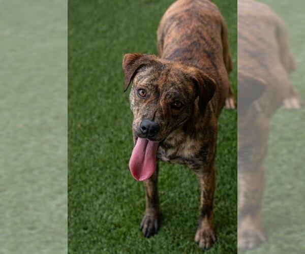 Medium Photo #2 Labrador Retriever Puppy For Sale in Baytown, TX, USA