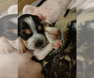 Medium Beagle