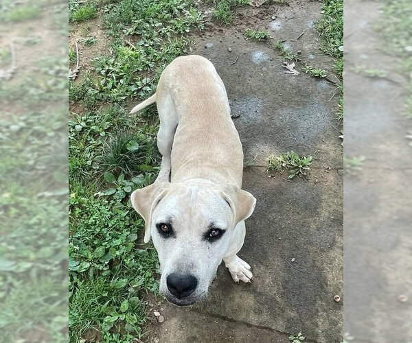 Medium Photo #1 Labrador Retriever-Unknown Mix Puppy For Sale in Germantown, OH, USA