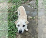 Small Labrador Retriever Mix