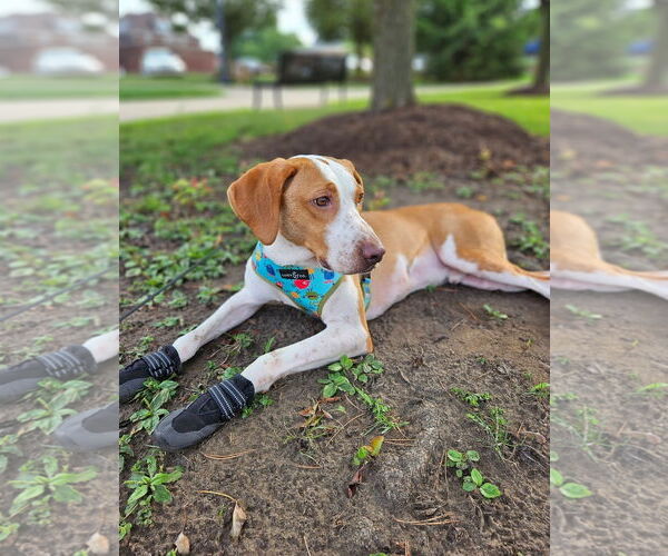 Medium Photo #6 Mutt Puppy For Sale in Rootstown, OH, USA