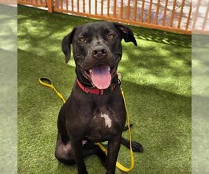 Mastiff-Unknown Mix Dogs for adoption in Las Vegas, NV, USA