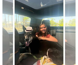 Shepradors Dogs for adoption in San Diego, CA, USA