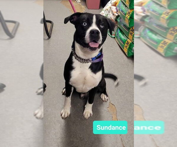 Medium Photo #2 American Pit Bull Terrier-Huskies  Mix Puppy For Sale in Richmond, IN, USA