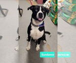 Small #1 American Pit Bull Terrier-Huskies  Mix