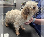 Small #3 Maltipoo (Toy)