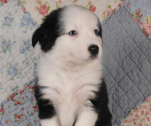 Miniature Australian Shepherd Puppy for sale in HARRISON, OH, USA