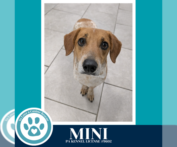 Medium Photo #5 Beagle-Unknown Mix Puppy For Sale in Kimberton, PA, USA