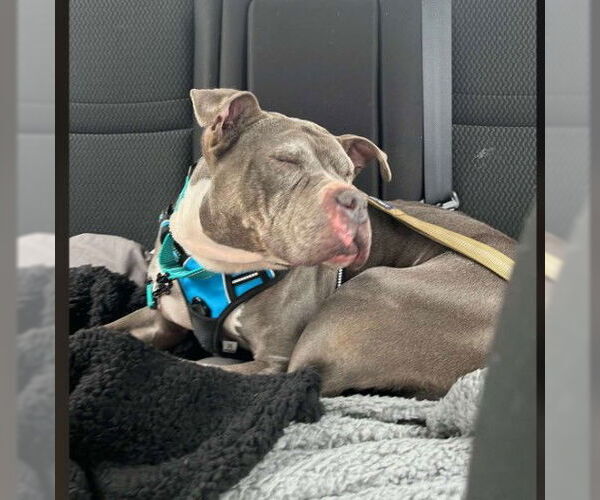 Medium Photo #5 Mutt Puppy For Sale in Sheboygan, WI, USA