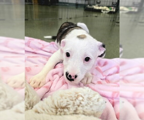 Medium Photo #1 Mutt Puppy For Sale in Warrenton, VA, USA