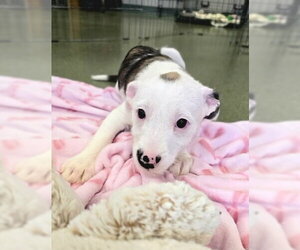 Mutt Dogs for adoption in Warrenton, VA, USA