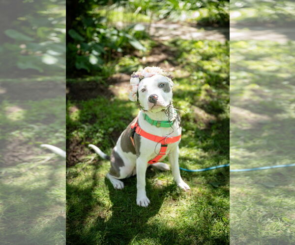 Medium Photo #2 American Pit Bull Terrier Puppy For Sale in Alexandria, VA, USA