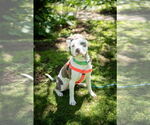 Small #1 American Pit Bull Terrier