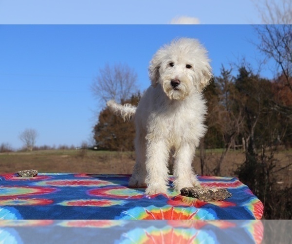 Medium Photo #24 Goldendoodle Puppy For Sale in UNION CITY, TN, USA