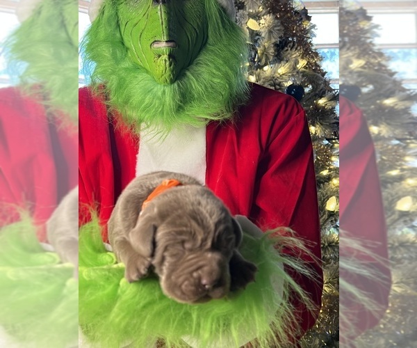 Medium Photo #8 Labrador Retriever Puppy For Sale in NEOLA, WV, USA