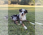 Image preview for Ad Listing. Nickname: Hank
