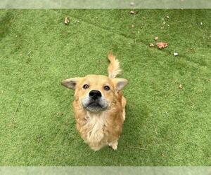 Golden Retriever-Unknown Mix Dogs for adoption in Raleigh, NC, USA