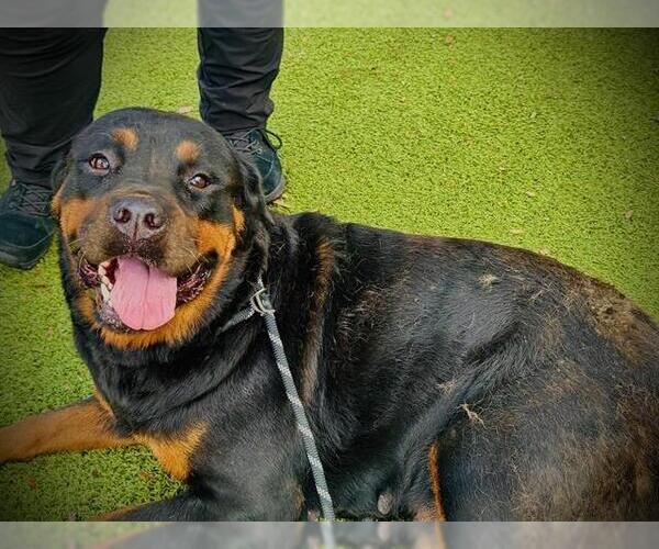 Medium Photo #1 Rottweiler Puppy For Sale in Orlando, FL, USA