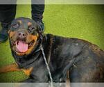 Small Rottweiler