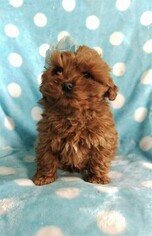 Cock-A-Poo Puppy for sale in LANCASTER, PA, USA