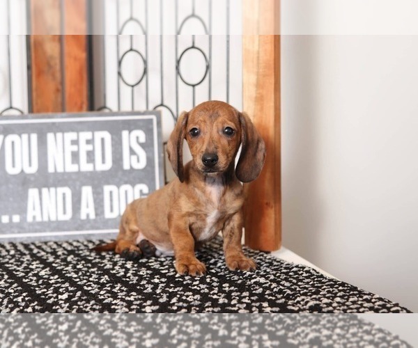 Medium Photo #3 Dachshund Puppy For Sale in NAPLES, FL, USA