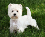 Small Photo #1 West Highland White Terrier Puppy For Sale in SYRACUSE, IN, USA
