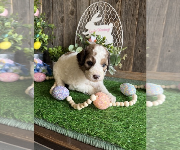 Medium Photo #13 Saint Berdoodle Puppy For Sale in PAW PAW, MI, USA
