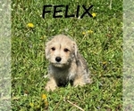 Small #2 Schnoodle (Miniature)