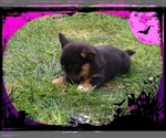 Small Photo #45 Pembroke Welsh Corgi-Scottish Terrier Mix Puppy For Sale in GREELEY, CO, USA