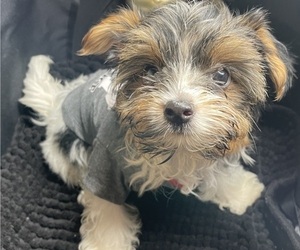 Biewer Terrier Puppy for sale in ATLANTA, GA, USA
