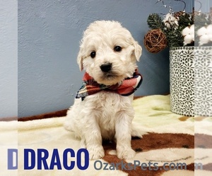 Goldendoodle Puppy for sale in CEDAR GAP, MO, USA