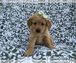Small #4 Goldendoodle
