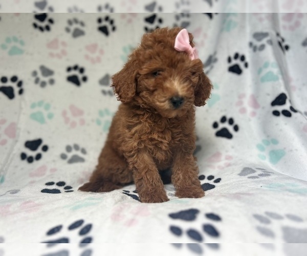 Medium Photo #7 Goldendoodle (Miniature) Puppy For Sale in LAKELAND, FL, USA
