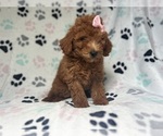 Small #6 Goldendoodle (Miniature)