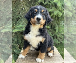 Bernese Mountain Dog Puppy for sale in MIDDLEBURY, IN, USA