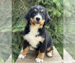 Small Photo #1 Bernese Mountain Dog Puppy For Sale in MIDDLEBURY, IN, USA