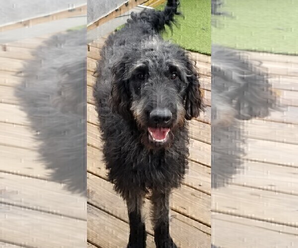 Medium Photo #2 Labradoodle Puppy For Sale in CHICAGO, IL, USA